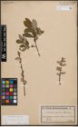 Foto von Salix cinerea L. x Salix nigricans Sm.